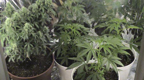 canabis muzica clasica bucuresti