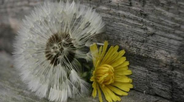 papadia i beneficiile ei pentru sanatate