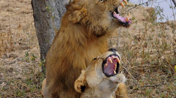 video de necrezut tocmai cand vorbea despre imperecherea leilor felinele din spatele lui au trecut la fapte