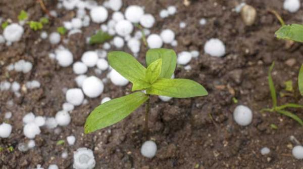 amnistie fiscala pentru fermierii calamitati