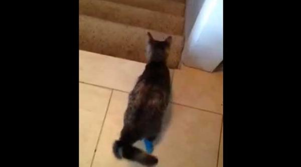 video extraordinar cum coboara scarile o pisica care are picioarele din spate amputate