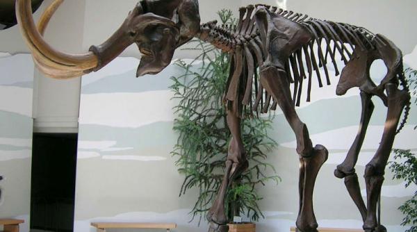 oamenii principalii responsabili de disparitia mamutilor studiu