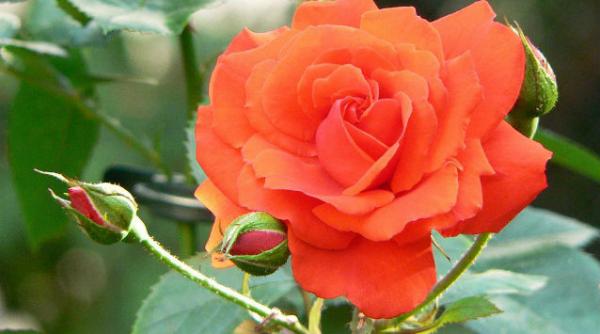 arad peste 2 000 de soiuri de trandafiri pot fi admirati in cel mai mare rozariu din tara