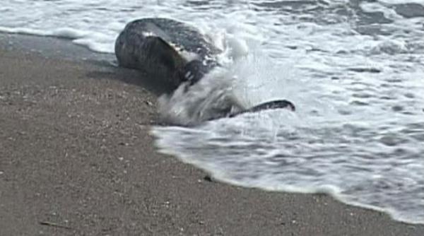 delfini morti constanta