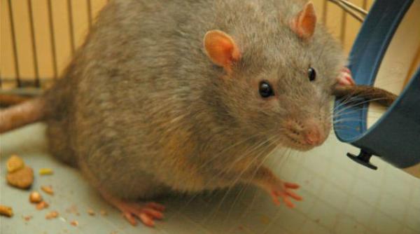 sobolan regret sentiment