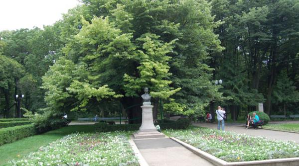 teiul lui eminescu din copou in pericol un semnal de alarma lansat de un specialist iesean