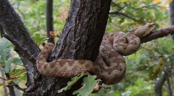 vipere hunedoara