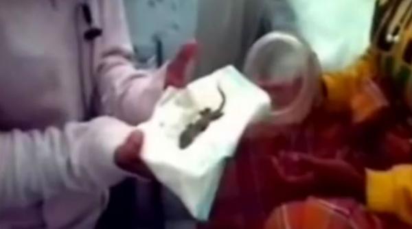 femeie nastere soparla sarcina falsa