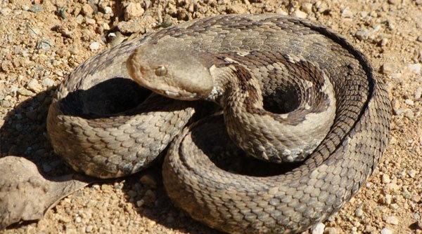 locuitorii unui sat din caras severin inspaimantati zeci de serpi au pus stapanire pe o casa din secaseni