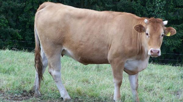 sua ar putea relua in scurt timp importurile de carne de vita din ue interzise de 16 ani