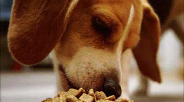 sute de caini au murit in sua dupa ce au consumat mancare importata din china