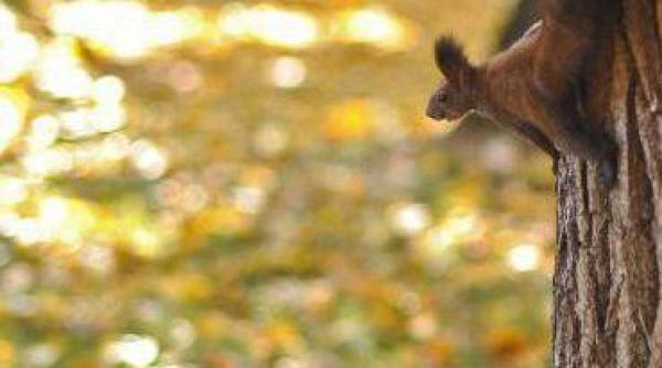 vreme caniculara pana in septembrie vezi prognoza meteo pentru intervalul iulie septembrie