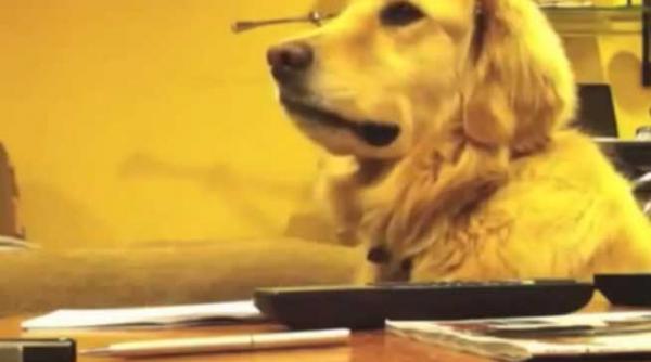 video reactie incredibila a unui caine innebunit dupa muzica atunci cand melodia inceteaza