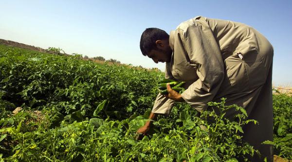 irakul s ar putea confrunta cu foametea avertizeaza o agentie onu