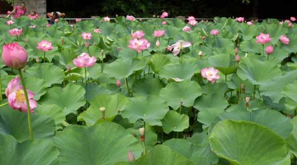 baile felix terapie printre nuferi si lotusi
