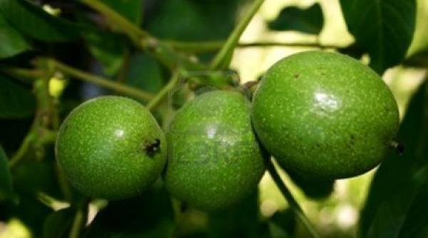 beneficiile surprinzatoare pentru sanatate ale nucilor verzi re eta siropului terapeutic