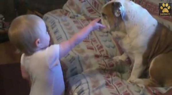 video un bebelus adorabil se cearta cu un buldog
