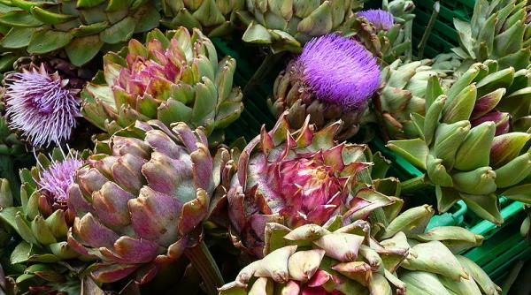 4 plante miraculoase care te salveaza din ghearele bolilor