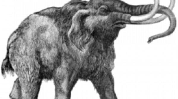 descoperire de senzatie la babadag ar putea revolutiona paleontologia in zona