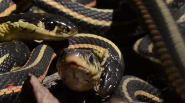 video daca ti e frica nu privi cea mai mare colcaiala de serpi din lume