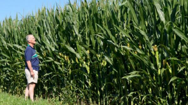 i au furat casa casa furata braila lan de porumb