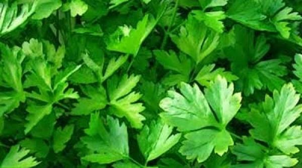 un ajutor dintr o planta condiment cura cu suc de patrunjel