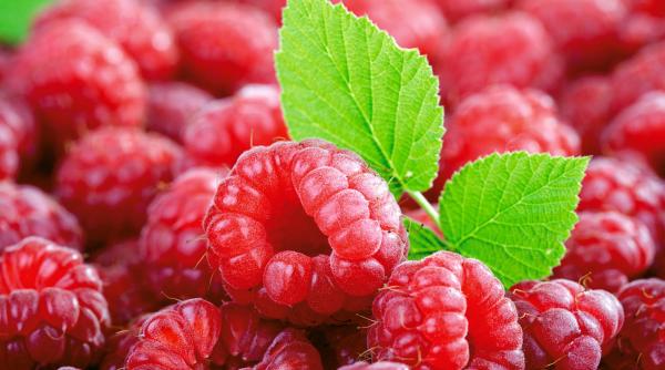 zmeura aliment miraculos afla care sunt cele 5 grupe de afec iuni in care ac ioneaza eficient