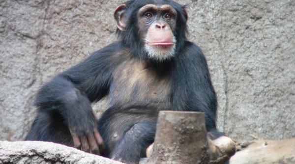 gesturi cimpanzei semnificatie