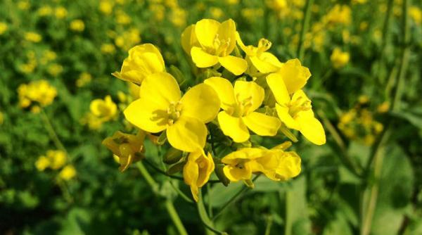 plantele percep sunetul facut de insectele daunatoare si isi activeaza sistemul de aparare studiu