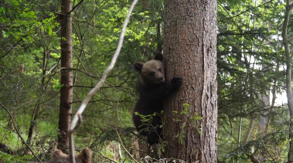 13 ursule i orfani au primit o noua ansa