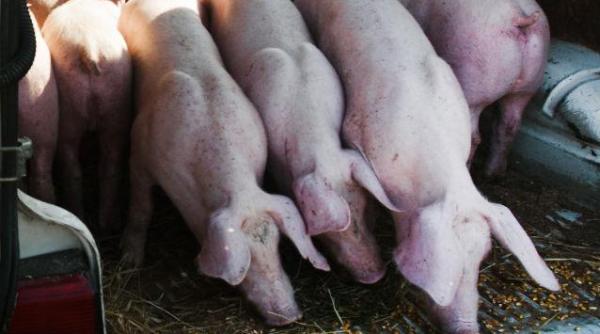 elvetia interzice importul de porci din mai multe tari europene printre care si romania