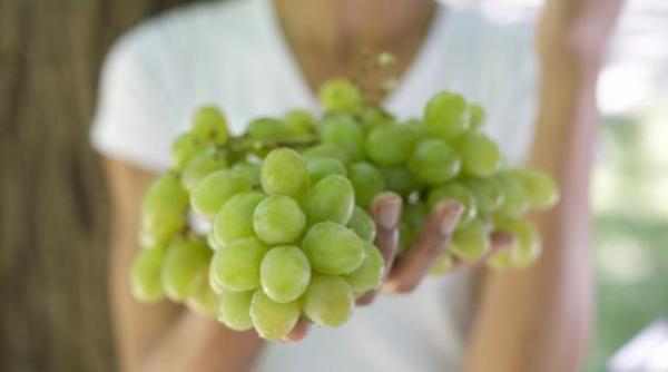 vinuri romanesti vrancea tuica vin de buturuga zaibar comisia pentru agricultura legea viei si vinului