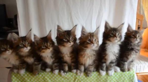 video test de reflexe cu sapte pisoi rezultatul te va face sa zambesti garantat