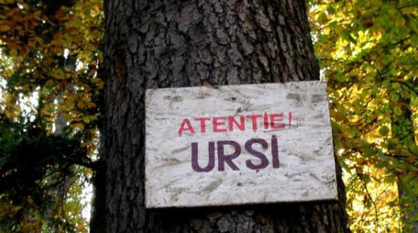 turistii avertizati sa evite zona retezatului mic ursii sunt in cautare de hrana