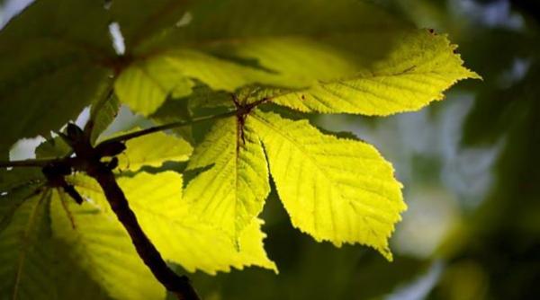 cum va fi vremea in urmatoarele doua saptamani prognoza meteo pentru intervalul 14 27 iulie