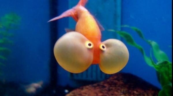 ce se intampla cand cercetatorii se joaca de a zeii specii ciudate create prin mutatii genetice