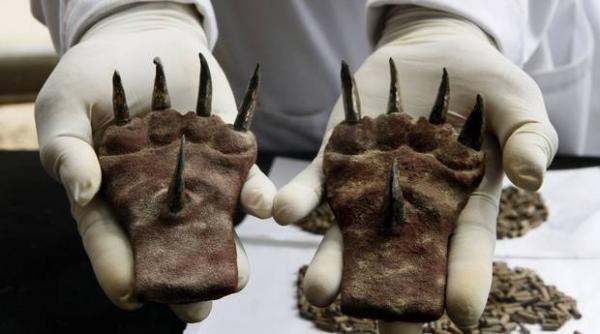 gheare de lupta descoperite intr un templu din peru cum se castigau astfel de trofee