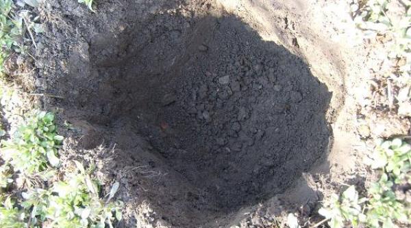 harghita barbat mort in fosa septica