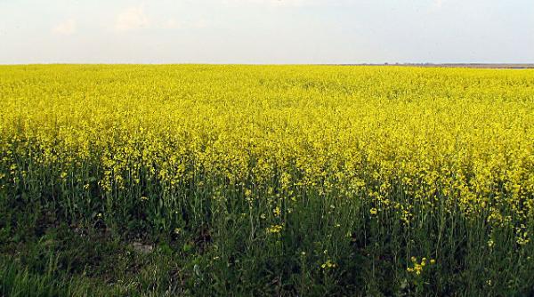 recolta de rapita a romaniei ar putea fi mai mare cu 52 in 2014 comparativ cu 2013