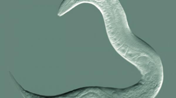 oamenii de stiinta au creat viermele care nu se imbata cercetarea menita sa combata efectele alcoolismului