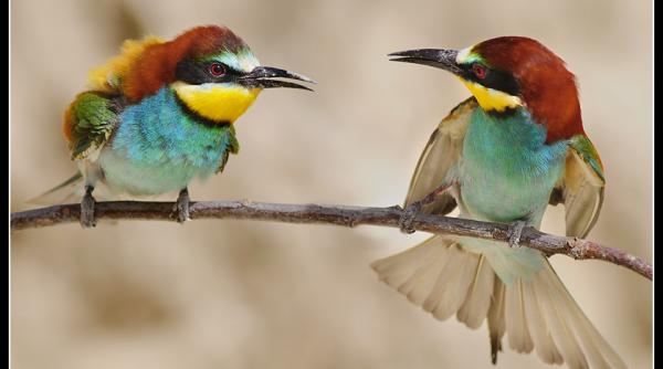 cantecul pasarilor decodificat aplicatia care descifreaza ciripitul