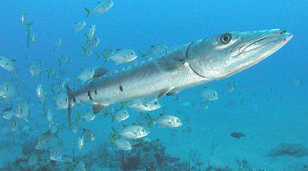 pove tile ancorei cum s m n nci un pe te de guiness book