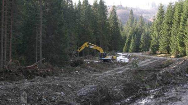 termitele din padurile romanesti inundatiile urmare clara a taierilor masive legale sau ilegale din paduri