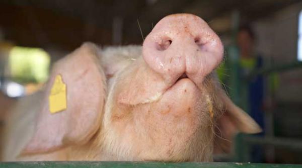 fermierii trebuie sa anunte orice tranzactie cu porci