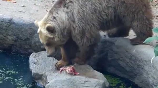 video induiosator animalele se ajuta intre ele oamenii o mai fac