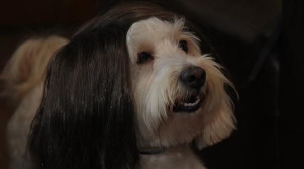 febra deghizarilor a cuprins inclusiv animalele ca elul deliei poarta peruca