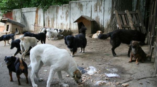 agent de paza din bucuresti gasit mort langa un depozit de fier vechi cu urme de muscaturi de caini