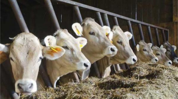 ansvsa romania nu exporta bovine in federatia rusa autoritatile ruse interzic ceva ce nu exista