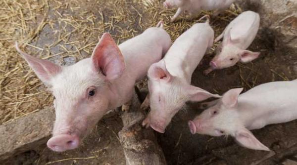 cerere mare pentru infiintarea fermelor de familie