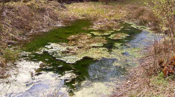locurile pline de legende din preajma bucurestiului balta vrajitoarelor nimeni nu poate explica ce se intampla aici